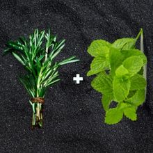 Rosemary + Mint Shower Steamers