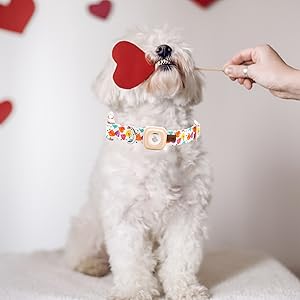 dog collar