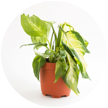 Cute Farms Houseplant Tap Water Conditioner Healthy Houseplants