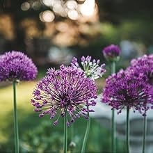 garden bird tree green grass flower bench sculpture beauty peaceful