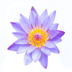 blue lotus flower