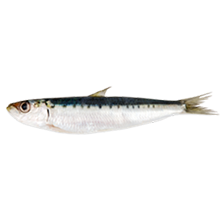 Pescado azul como fuente de ácidos grasos omega 3