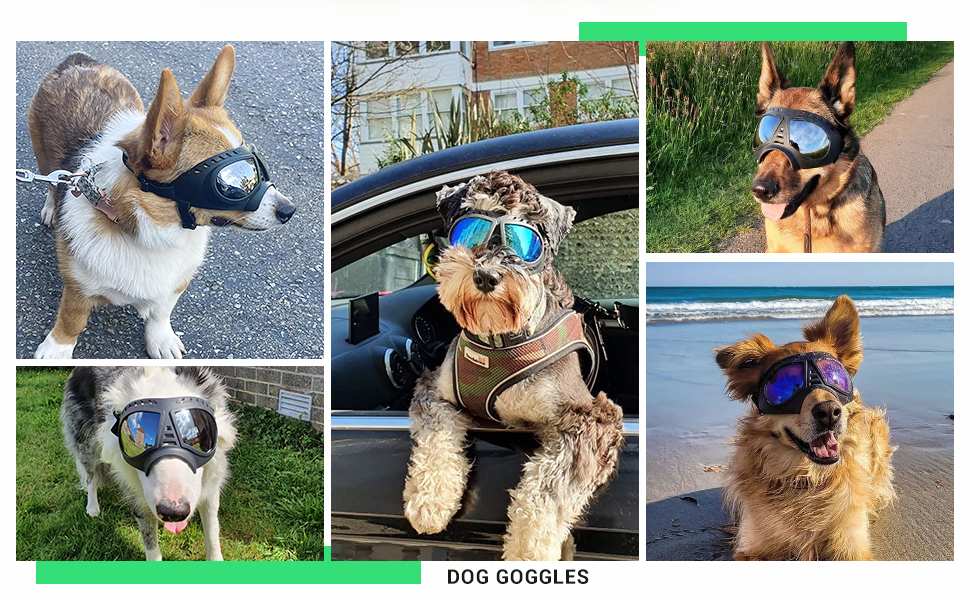 dog goggles