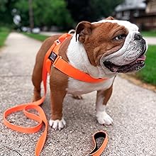 No choke Bullhug harness