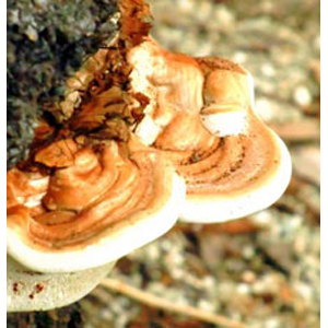 霊芝 霊芝ドットコム】純国産鹿角霊芝 | 【霊芝ドットコム】実績40年