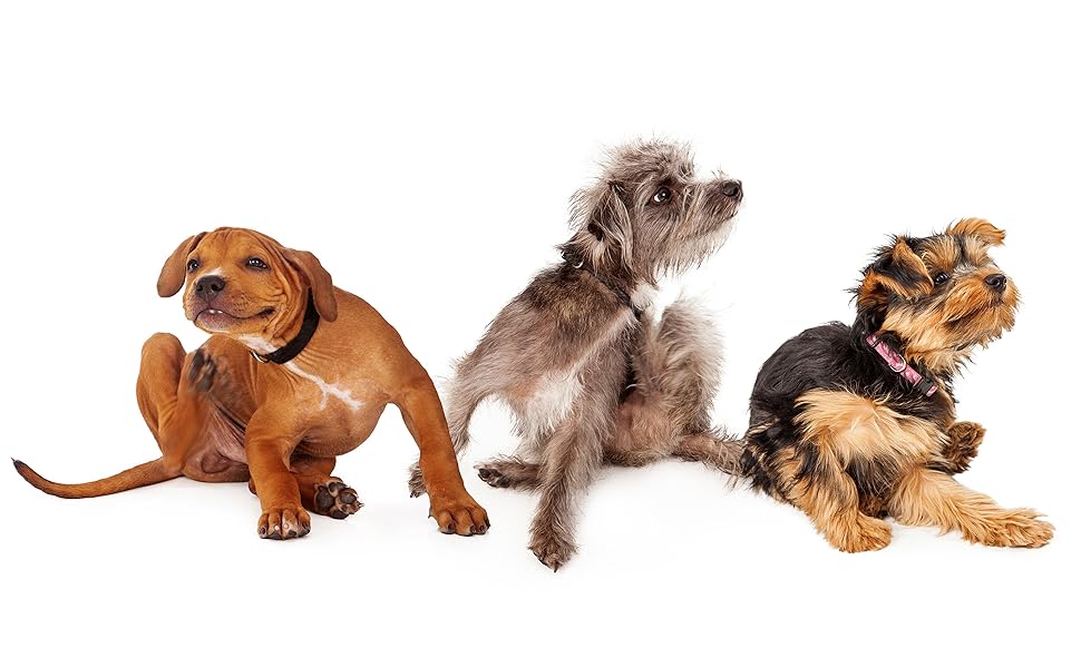 Itchy dogs scratching need skin relief