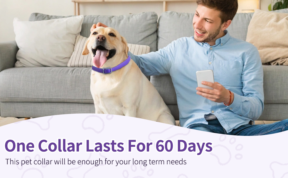 Text reads 'One Collar Lasts For 60 Days'. Shows person sitting on gray couch with Shiba Inu dog wearing blue collar.