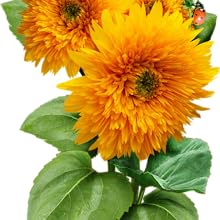Tall Teddy sunflower seeds for planting growing gardening sowing sewing to plant grow sow sew