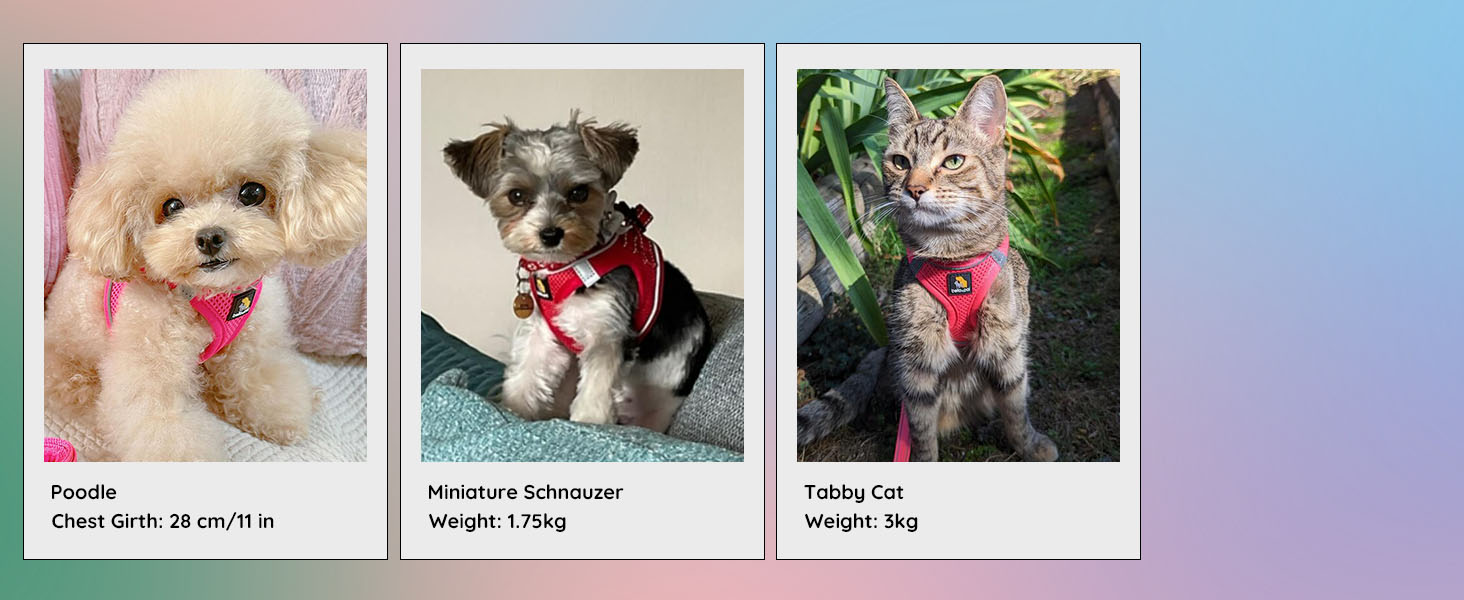 Three Polaroid-style photos of pets wearing red accessories: a white poodle, a small terrier mix, and a tabby cat, each labeled with weight and name.