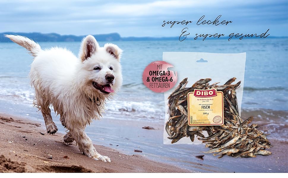 dibo fisch hund läuft am strand