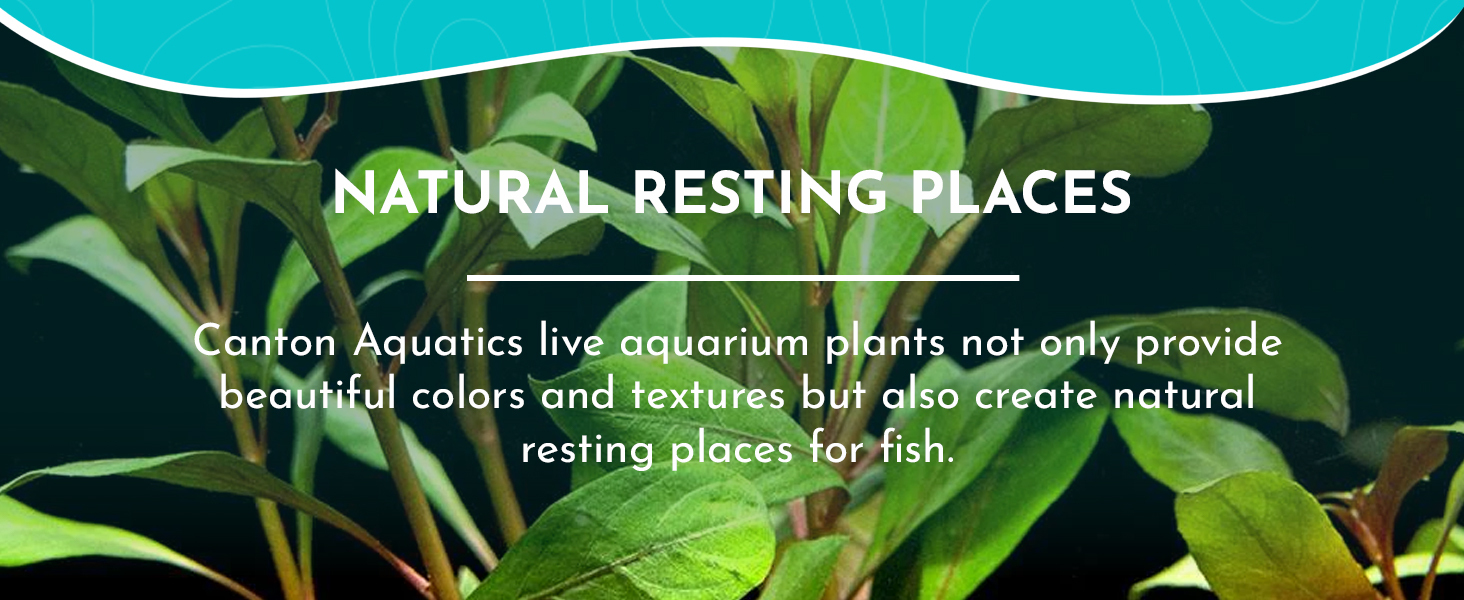 Aquarium Plants 