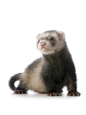 Small manufacture image 1