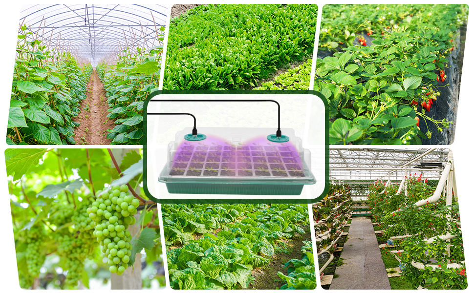 MQFORU Seed Trays with Grow Light, 2 Pack 80 Cells Growing Trays