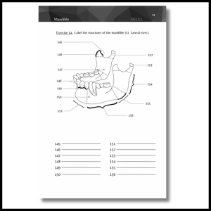 Mandible anatomy and physiology workbook