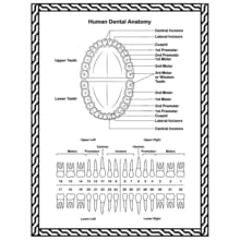 Human Dental Anatomy Coloring Book, Dental Anatomy Coloring Book, Human Body Anatomy Coloring Book