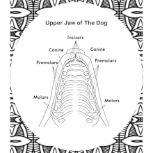Dog Anatomy Coloring Book, Upper Jaw of The Dog.