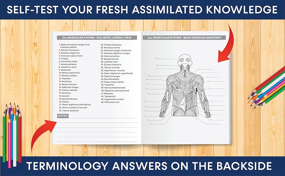human anatomy coloring book