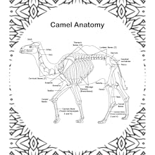 Camel Anatomy Coloring Book