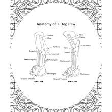 Dog Anatomy Coloring Book