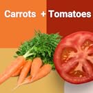 carrots and tomatoes plant companions