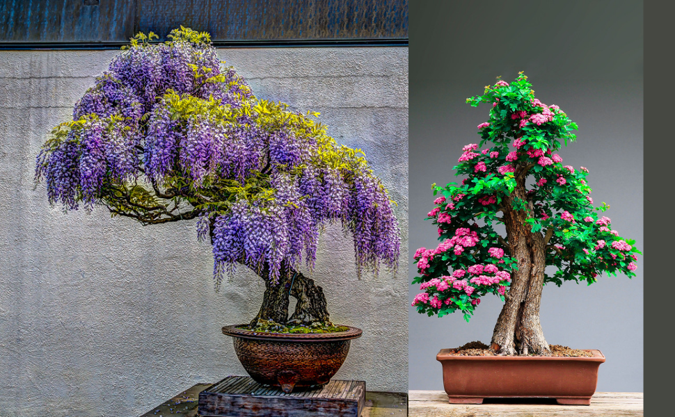 My First Bonsai Care book Instructions And Techniques for Beginners on