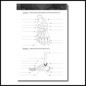 foot Anatomy and physiology workbook 