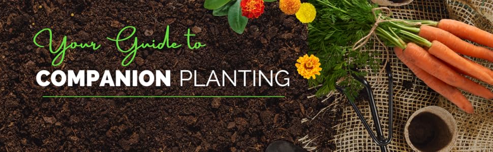 dark soil, marigolds, carrots and the message "your guide to companion planting"