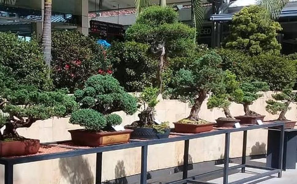 Guía del Bonsái en el Trópico Mi experiencia en 7 entretenidas lecciones (Spanish