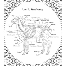 Lamb Anatomy Coloring Book