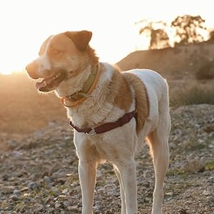 Adult dog