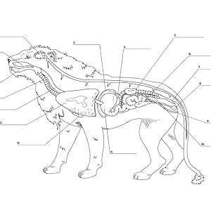 animal anatomy coloring book