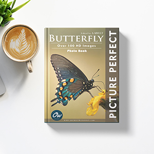 one hundred butterflies  写真集　100の蝶 Butterfly: Picture Perfect Photo Book: World, Our, Arelt, A