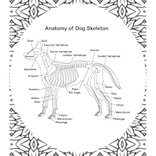 Veterinary Anatomy Coloring Book