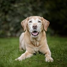 caring for senior dog