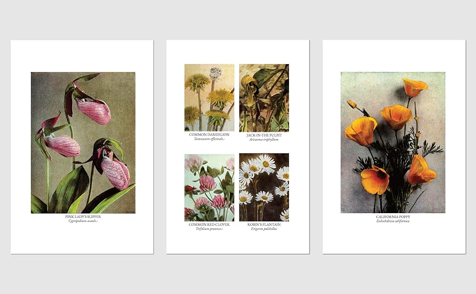 The Burgess Flower Book for Children With 103 Original Illustrations