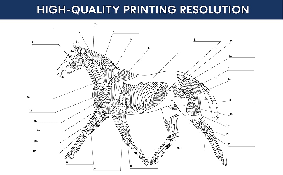 horse anatomy coloring book