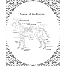 Dog Anatomy Coloring Book,