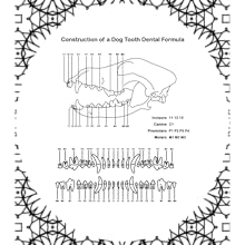 Dog Anatomy Coloring Book