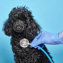 The Complete Guide to Poodles: Standard, Miniature, or Toy