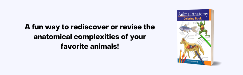 Animal Anatomy Coloring Workbook