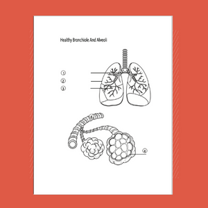 Anatomy coloring book Interior page two