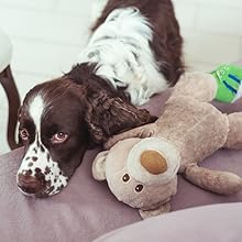 The Complete Guide to English Springer Spaniels: Learn the Basics of Training, Nutrition, Recall, Hunting, Grooming, Health Care and more 11 springer spaniel savvy