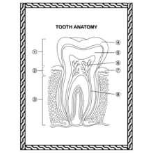 Tooth Anatomy Coloring Book, Dental Anatomy Coloring Book, Human Body Anatomy Coloring Book