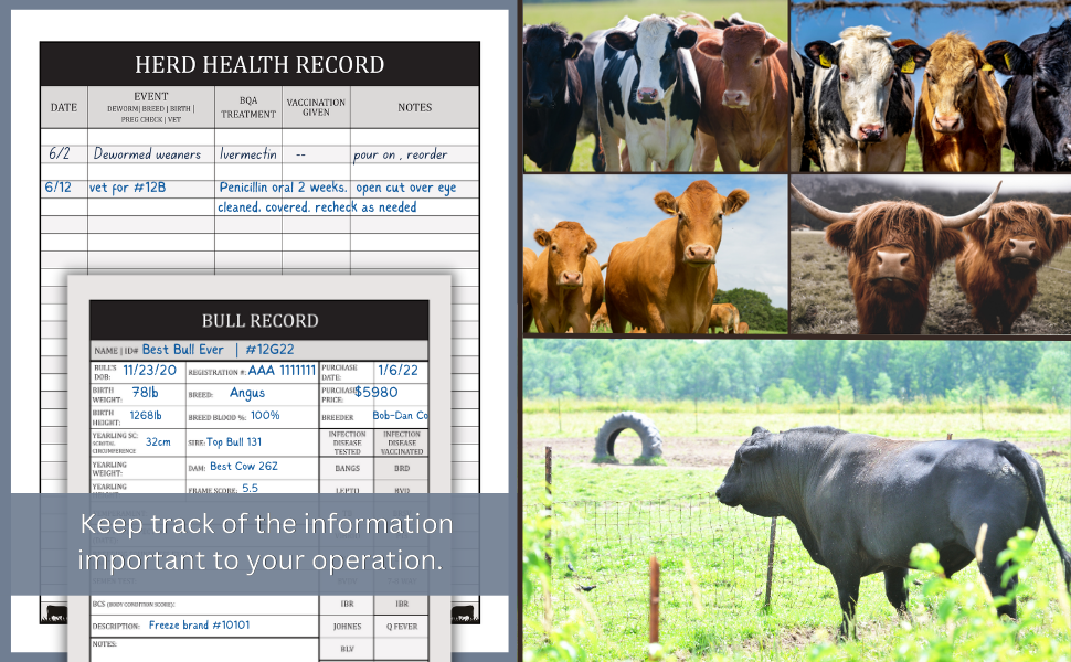 Mua Cattle Breeding Record Book Track bull & cow production, calving
