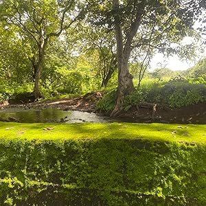 Marbella Costa Rica Jungle