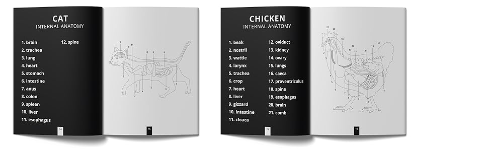 Internal anatomy of mammals, reptiles, birds and fish