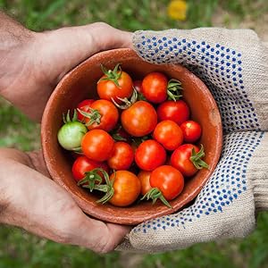 2 hands holding tomatoes