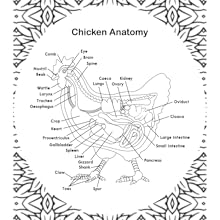 Chicken Anatomy Coloring Book