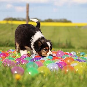 Puppy Training, Puppy Games, Dog Activities, Dog Games, Dog Puzzles, Dog Training, Fun with Dog