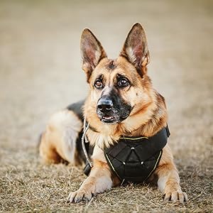 Australian Shepherd Foto